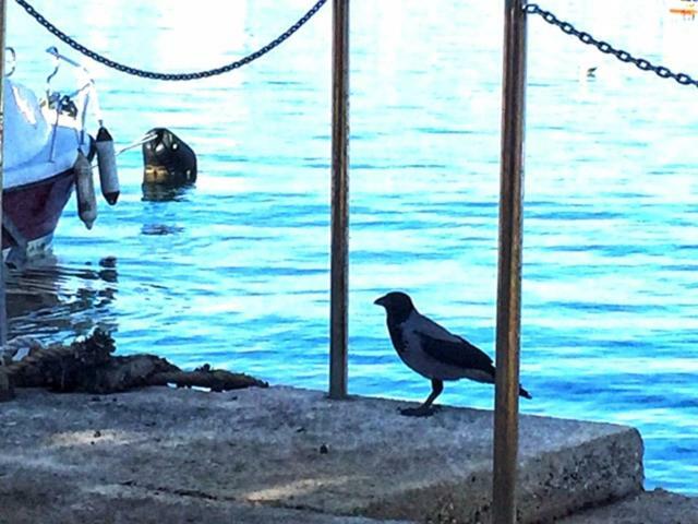 Seafront Apartment Jadri أوماغ المظهر الخارجي الصورة